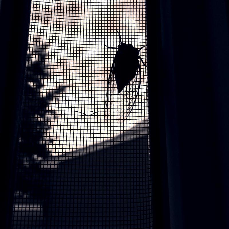Cicada on the screen 2