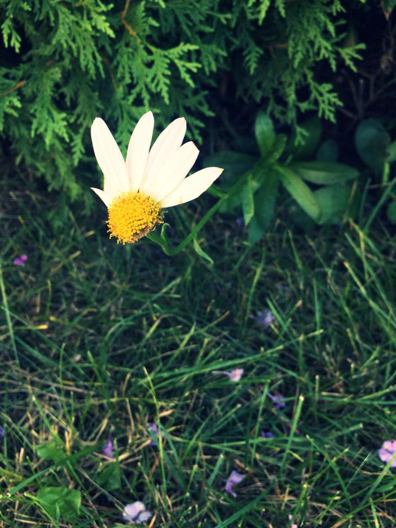 Daisy got too close to the mow zone