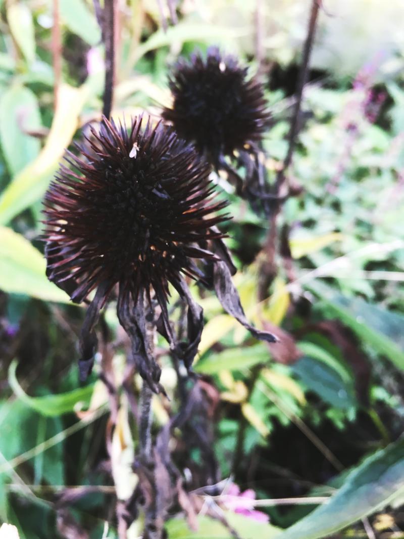 Dead  black  and prickly cone flowers