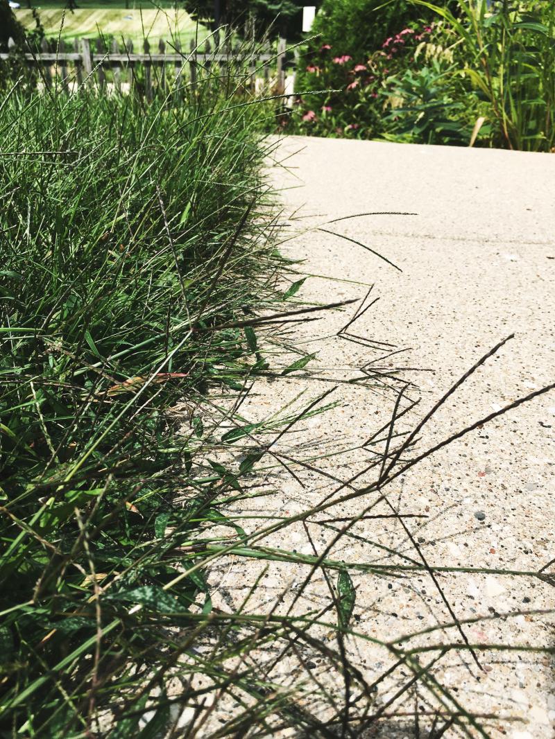 Grass is taking over the sidewalk