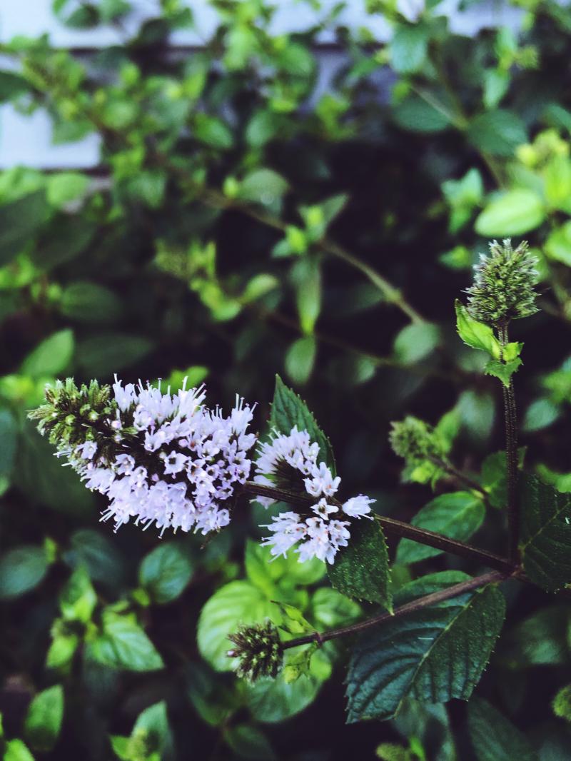 some blooming mint for your Monday