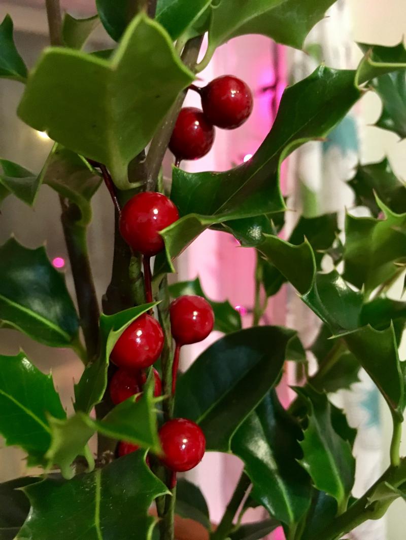 New Holly plant