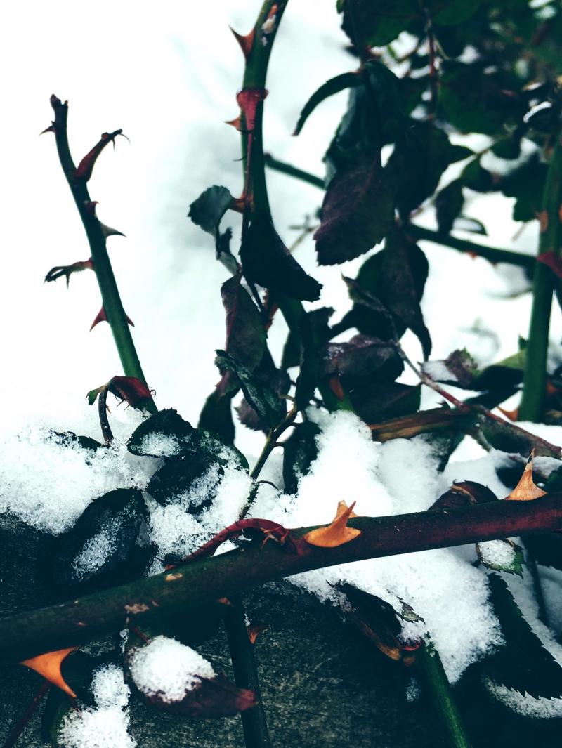 Rose bush thorns in the snow 1