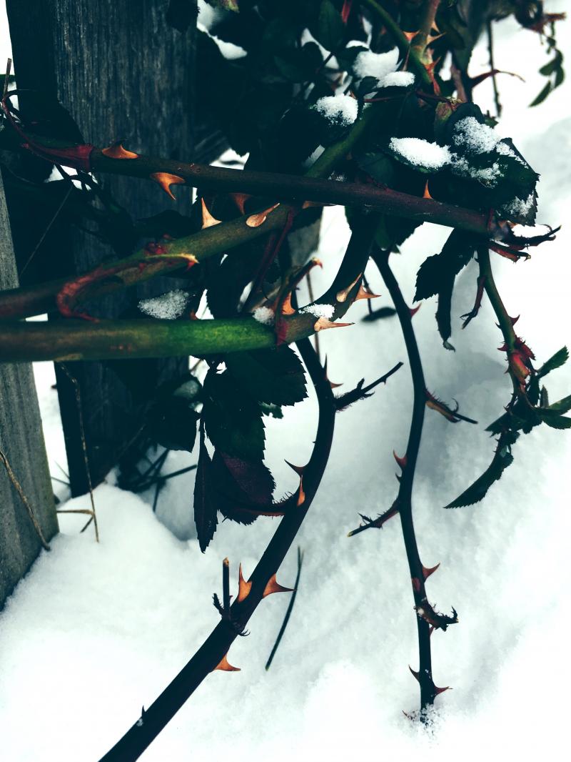Rose bush thorns in the snow 2