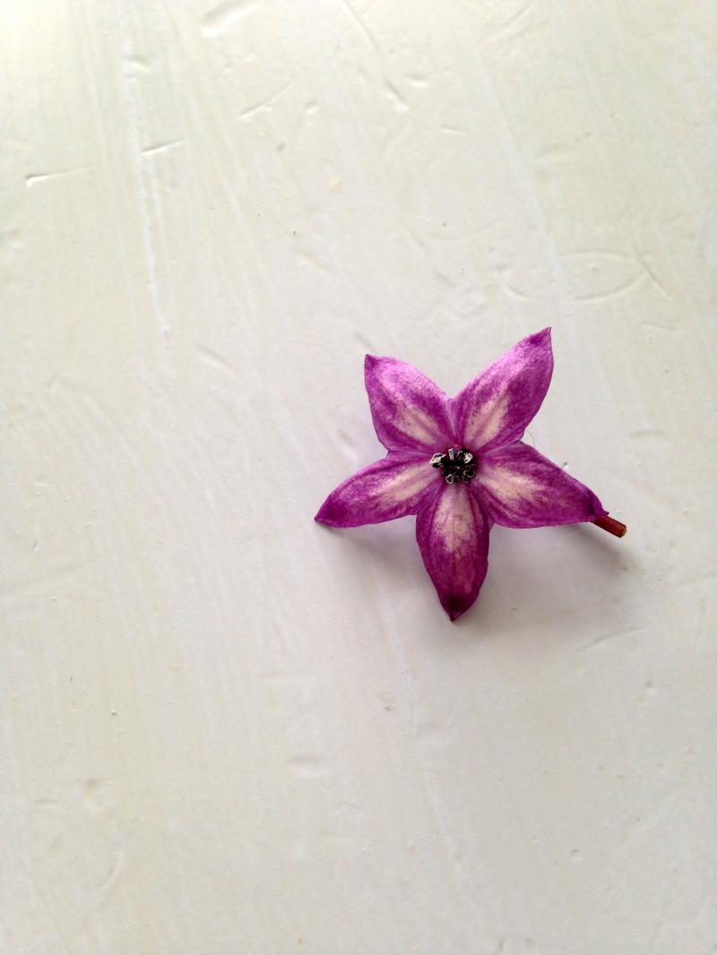 Happy purple flower Saturday, peeps!