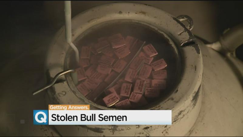 Nearly $50,000 In Bull Semen Stolen From Turlock Truck