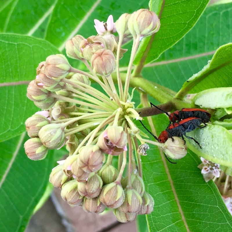 Bugs appear to be mating on the milkweed