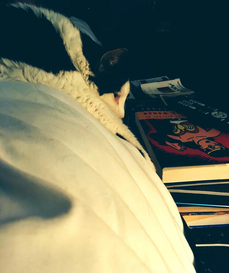 Cat in her new bed time position 1
