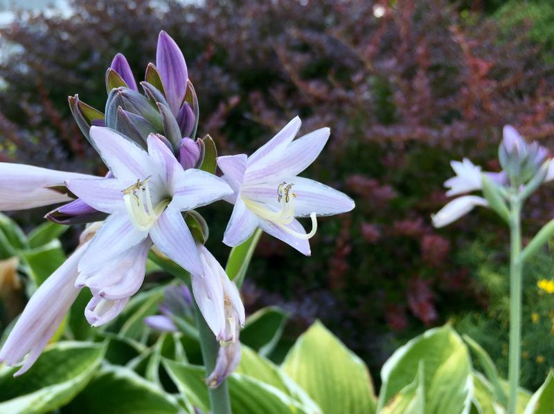 Hostas just bloomed