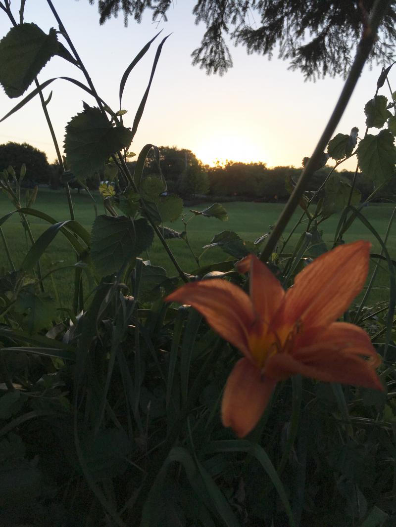 Monday night tiger lilies 0