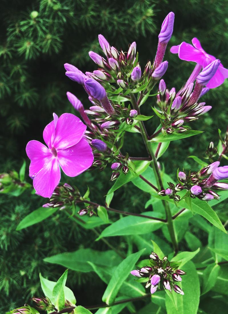 Some flowers for a Tuesday afternoon