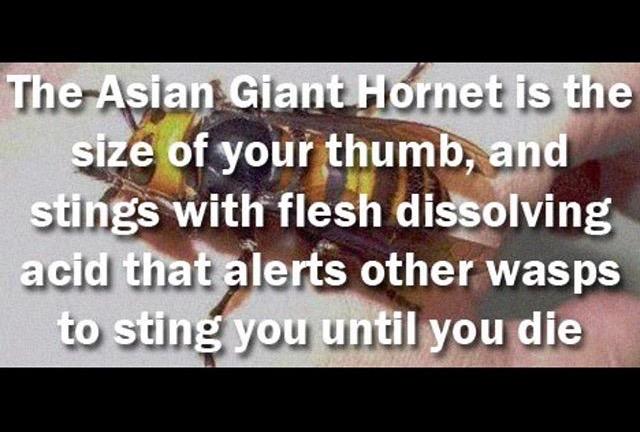 The Asian Giant Hornet