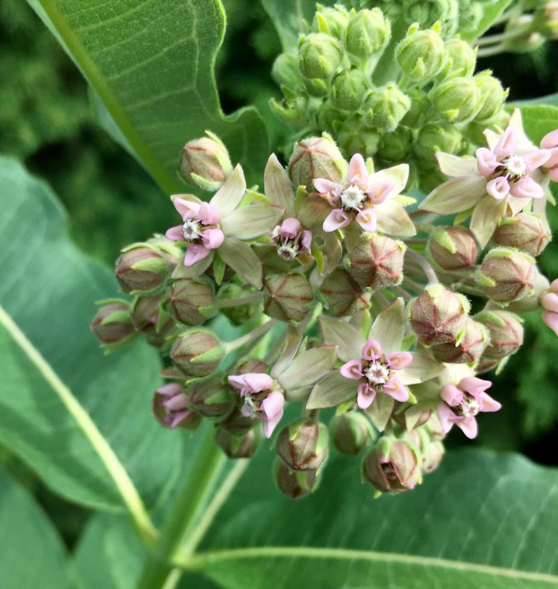 pale pink milkweed flowers 1