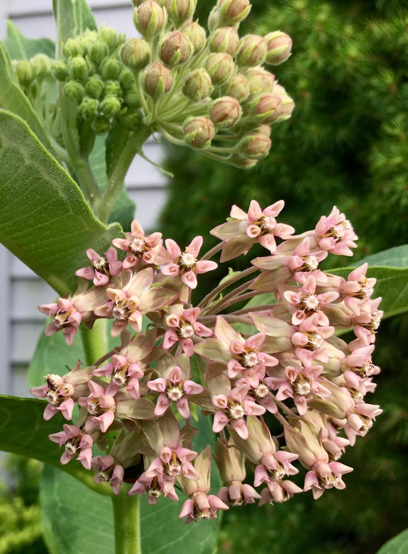 pale pink milkweed flowers 2