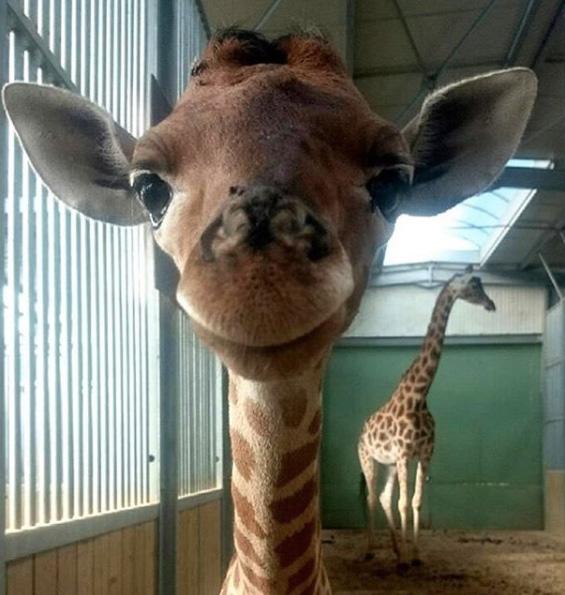 smiling giraffe