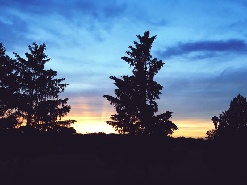 Blue sky sunset and conifer silhouettes