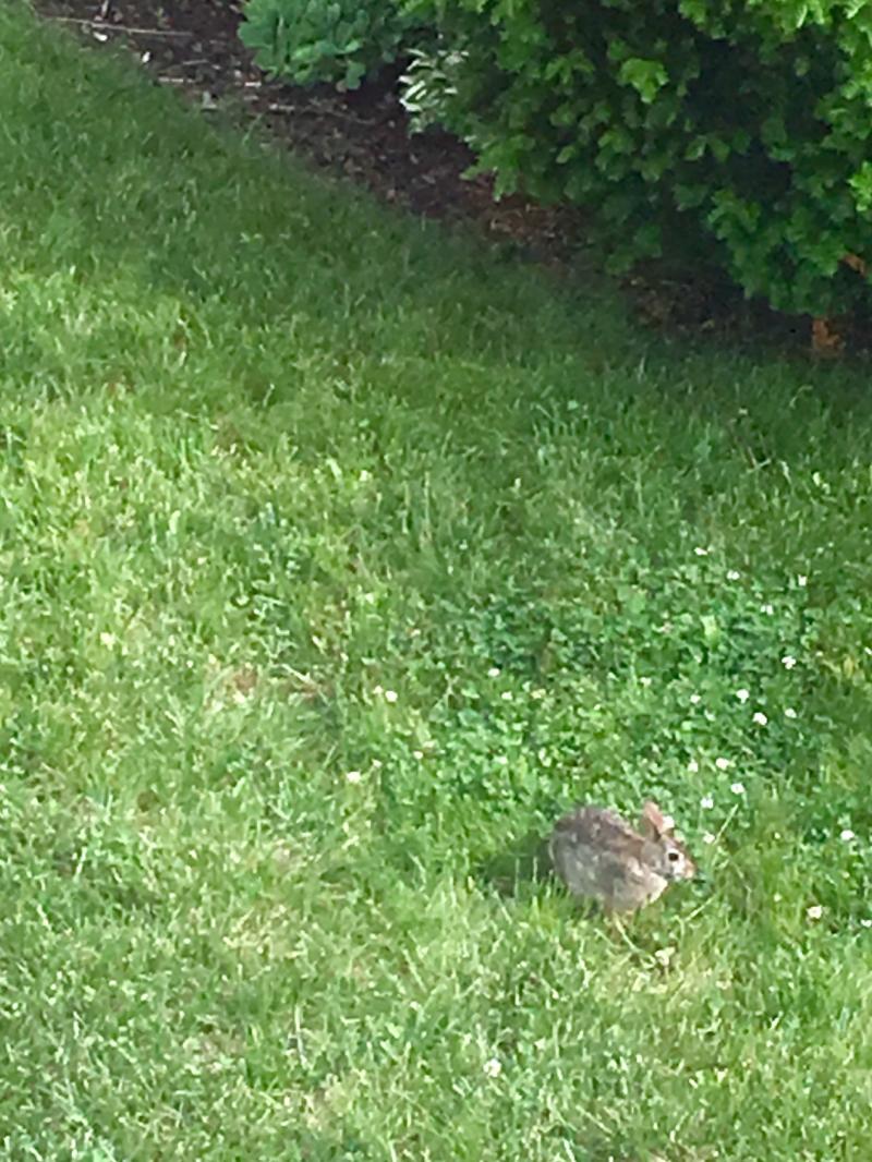 Buns frolicking in the clover