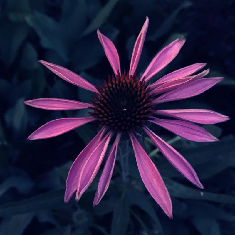 Cant beat this cone flower either