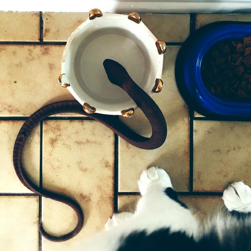 Cat putting her snake in her water bowl again