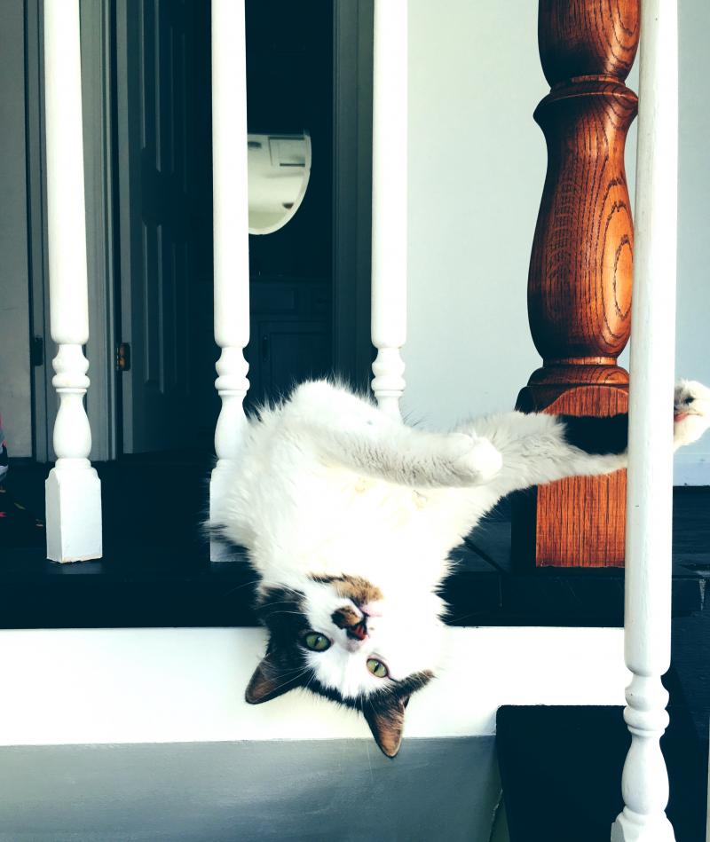 Cat wishes you a happy fabulous Friday