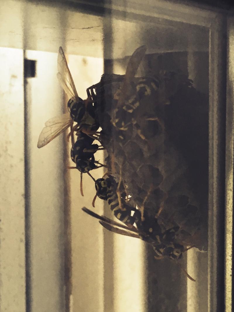 Idiot wasps building a nest in between the screen and the glass