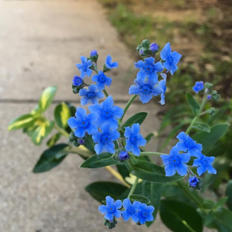 Little blue flowers for your Tuesday afternoon