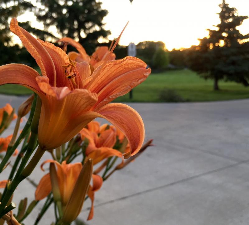 Monday night tiger lilies 1