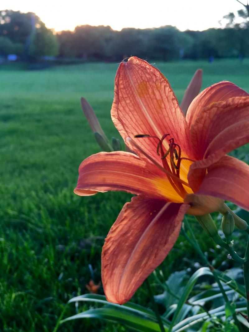 Monday night tiger lilies 2