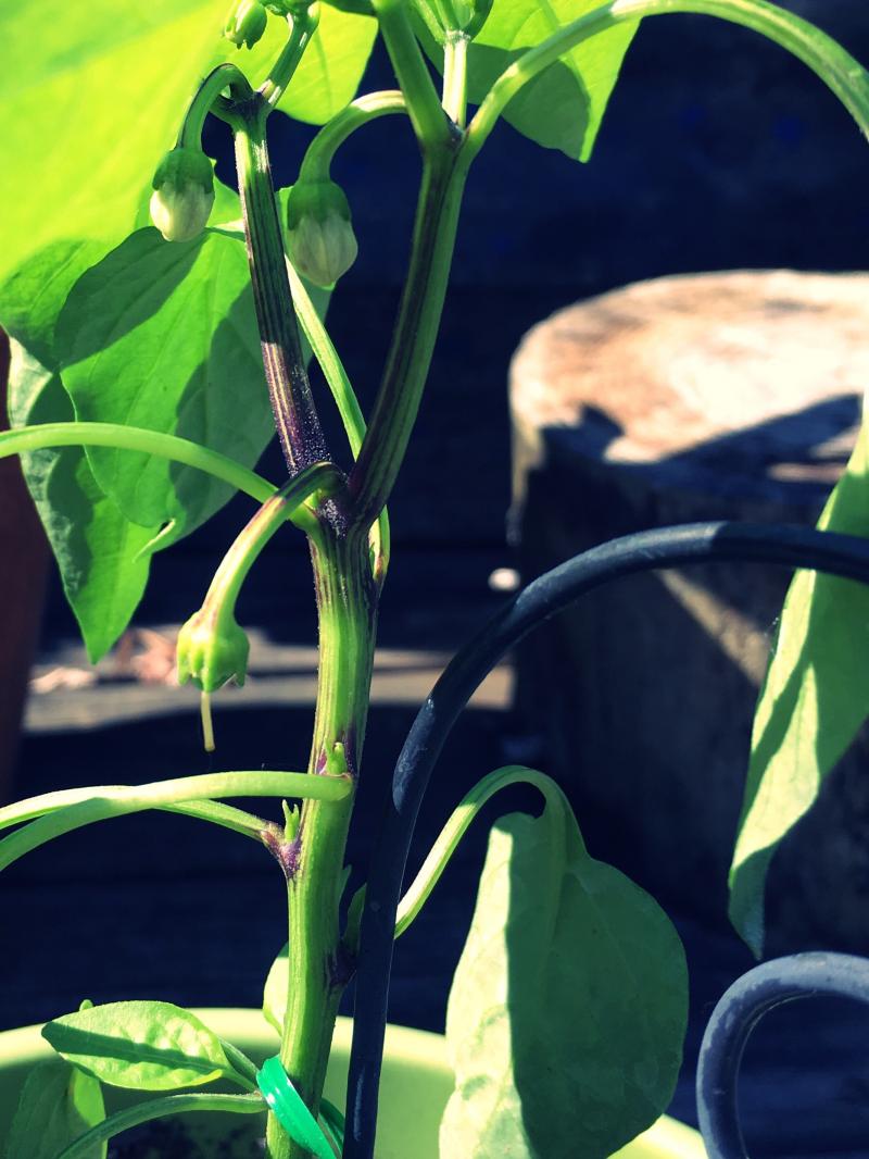 New banana pepper plant