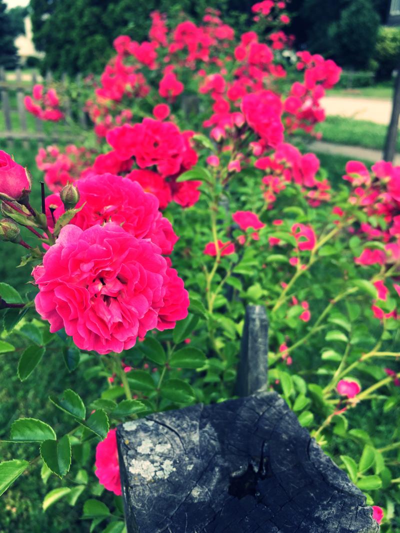 Rose bush is getting out of hand 1