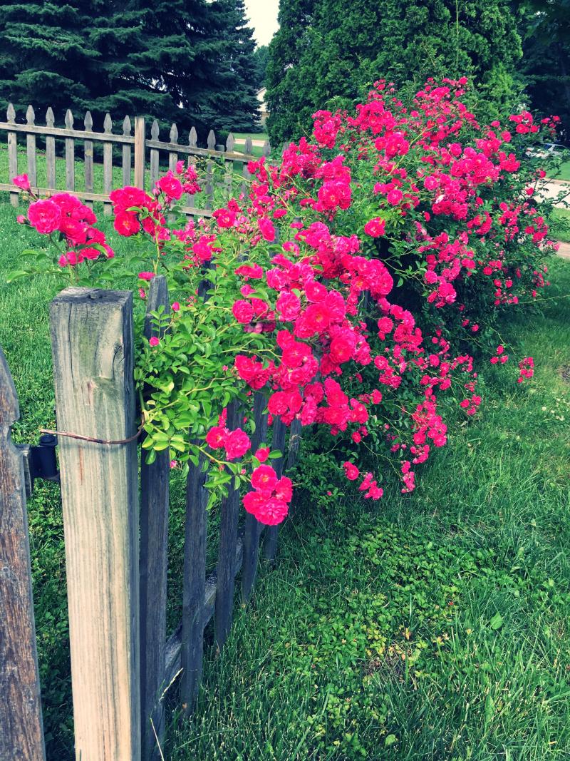 Rose bush is getting out of hand 2