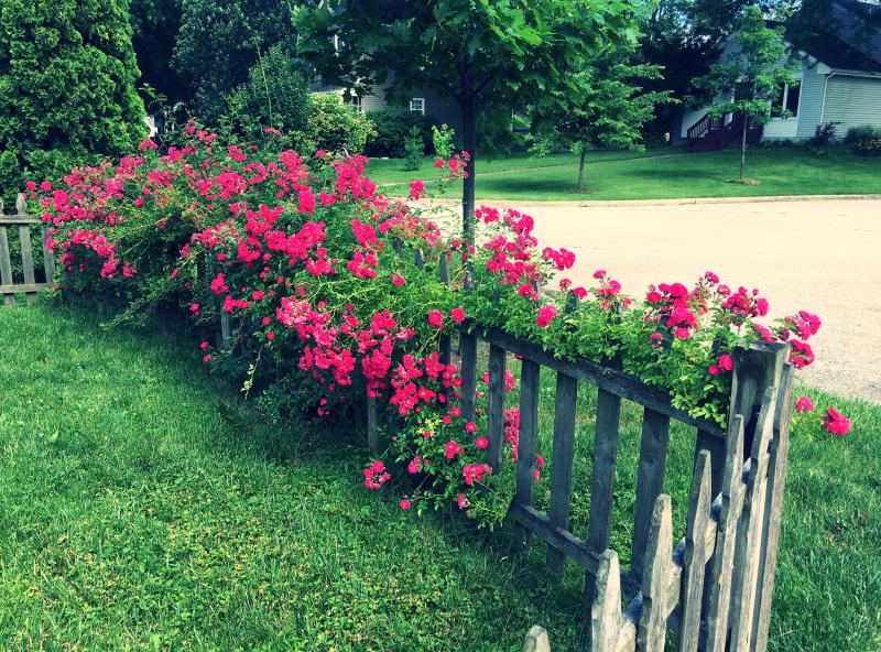 Rose bush is getting out of hand 3