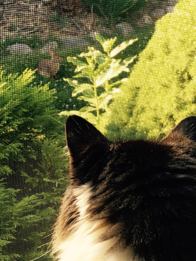 The horror of being an inside cat looking out the window