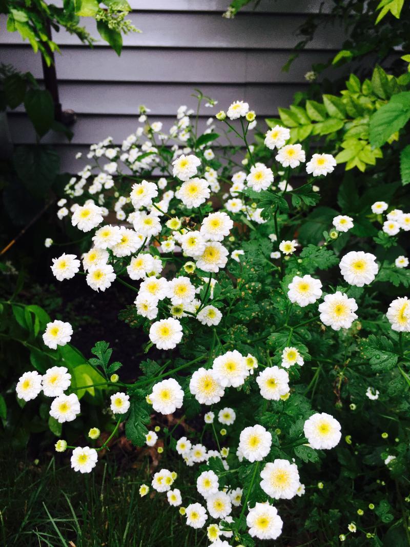 some wild white flowers