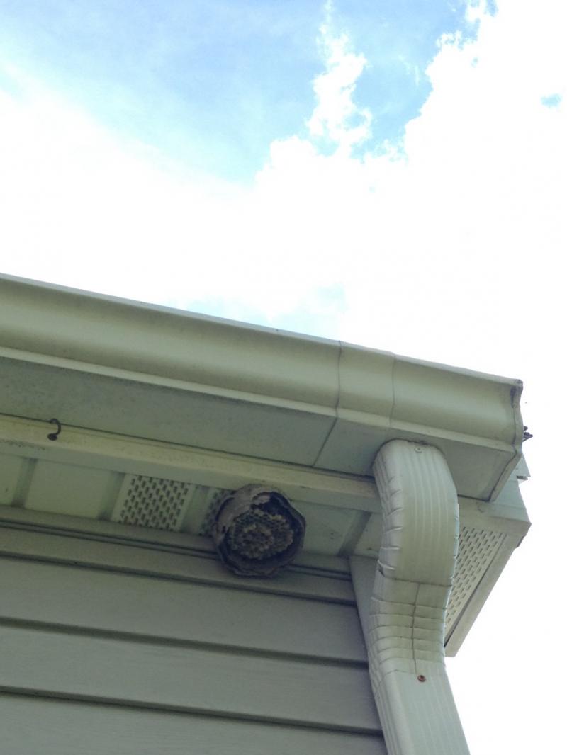 wasp nest by the roof