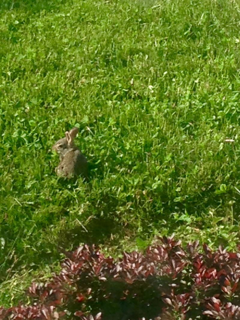 Baby bunny 1