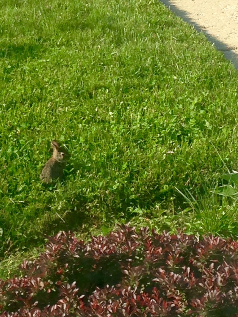 Baby bunny 2