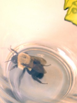 Carpenter bee trapped in a glass