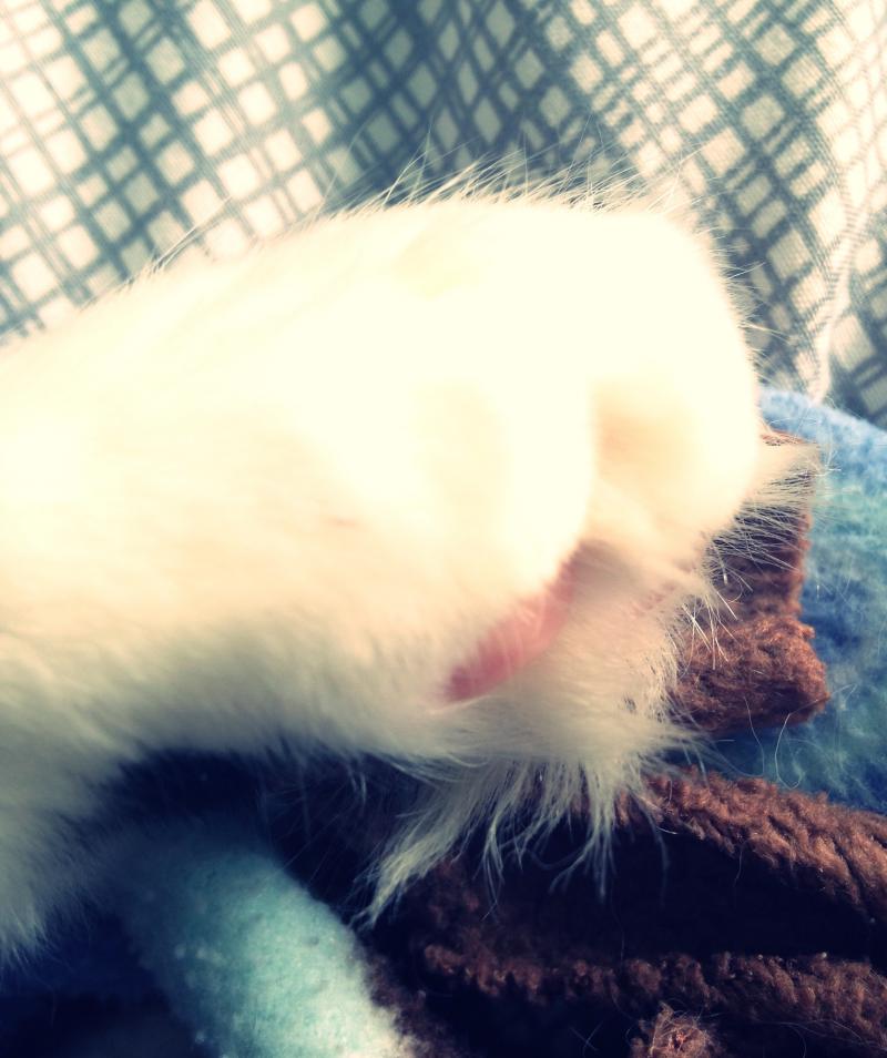 Cat and her foot fur tufts