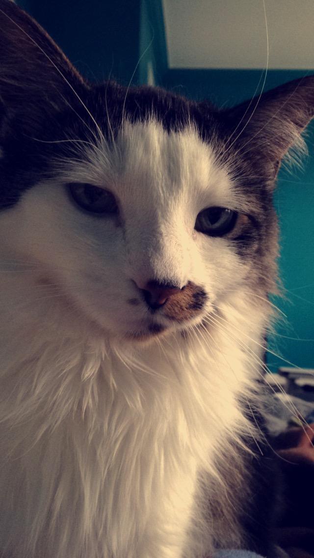 Cat and her ready for nap face