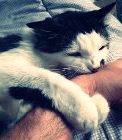 Cat biting my wrist