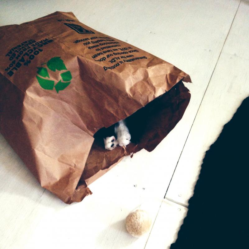 Cat forced to nap in a sack