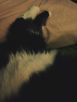 Cat go ahead put your feet up stretch clear out