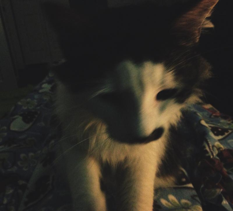 Cat wants her face rubbed 1