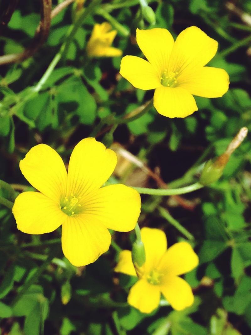 Clover with yellow flowers