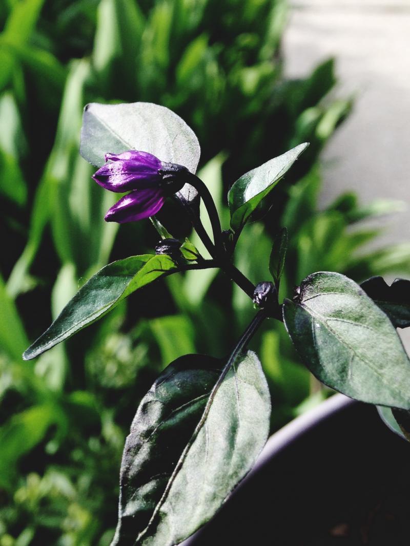 Happy teeny purple flower Tuesday