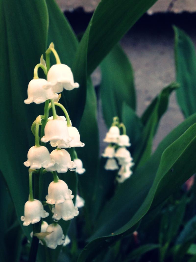 Lily of the Valley