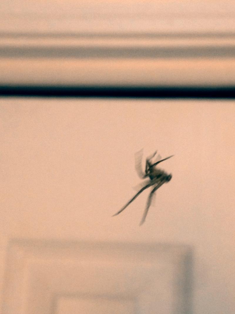Moving spider photo shoot 1