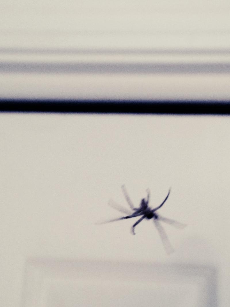 Moving spider photo shoot 2