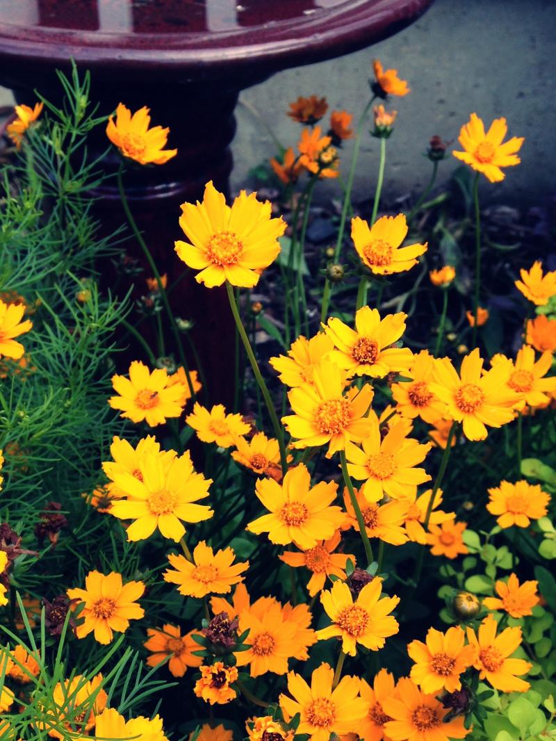 Orange flowers for ya because you guys are the best
